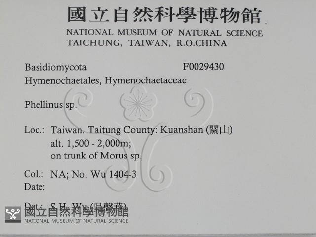 木層孔菌屬藏品圖，第2張