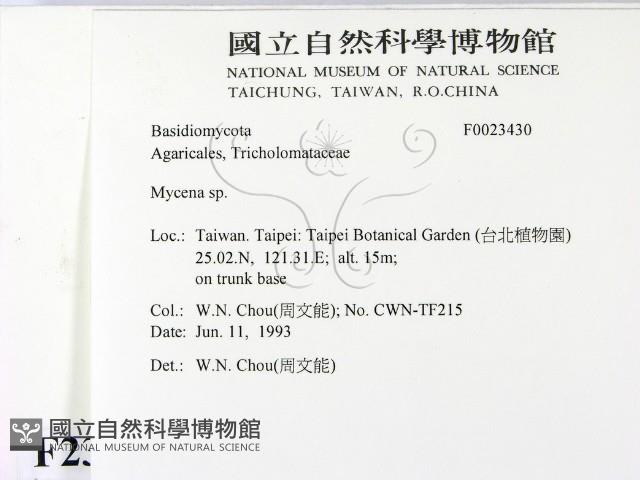 小菇屬藏品圖，第2張