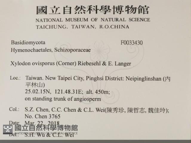 卵孢木齒菌藏品圖，第2張