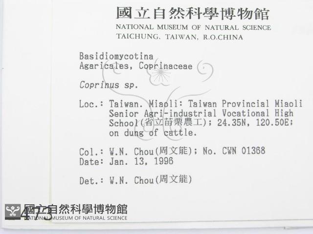 鬼傘屬藏品圖，第2張
