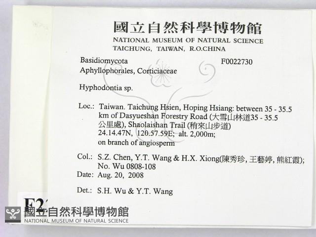 絲齒菌屬藏品圖，第2張