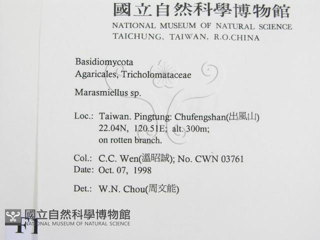 微皮傘屬藏品圖，第2張