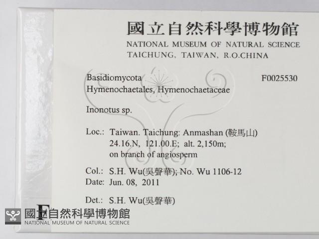 纖孔菌屬藏品圖，第2張