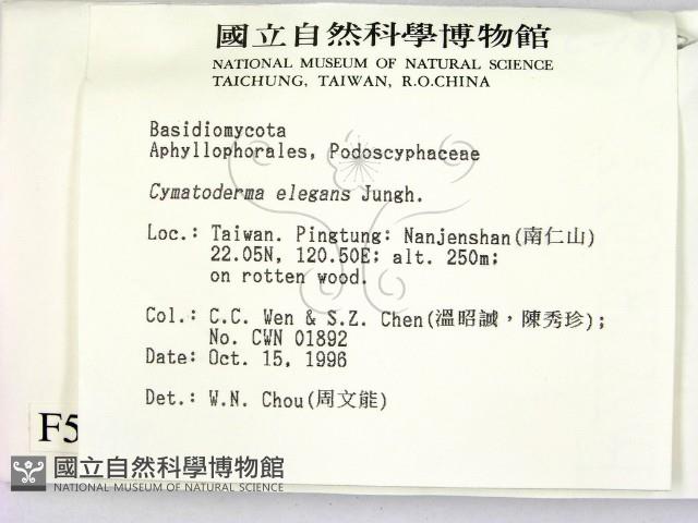 優雅波邊革菌藏品圖，第2張