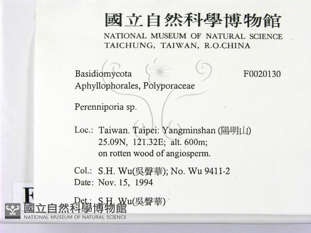多年臥孔菌屬藏品圖，第2張