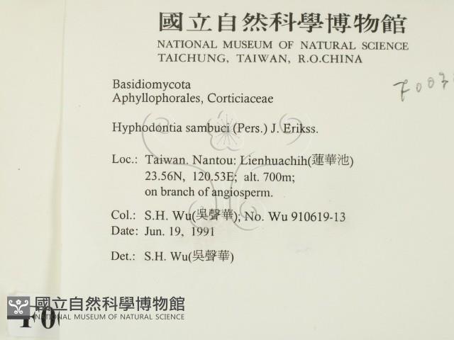 冇骨消絲齒菌藏品圖，第2張