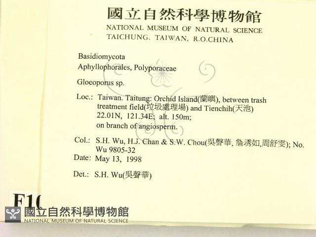 膠孔菌屬藏品圖，第2張