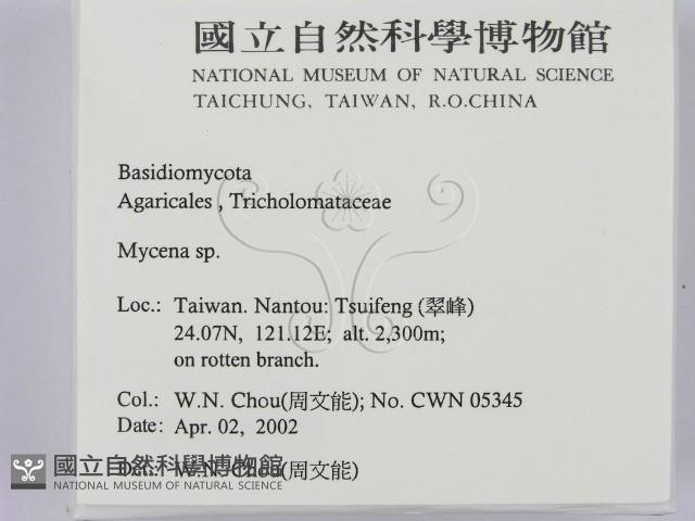 小菇屬藏品圖，第2張