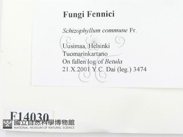 裂褶菌藏品圖，第2張