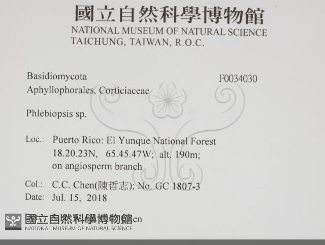 擬射脈菌屬藏品圖，第2張