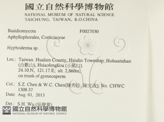 絲皮菌屬藏品圖，第2張