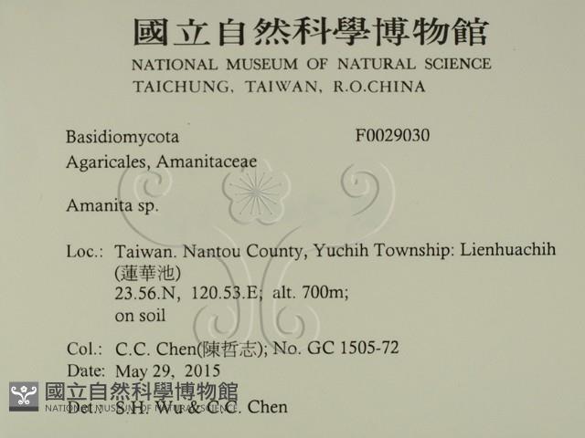 鵝膏屬藏品圖，第2張