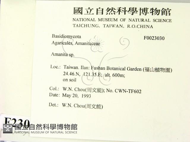 鵝膏屬藏品圖，第2張