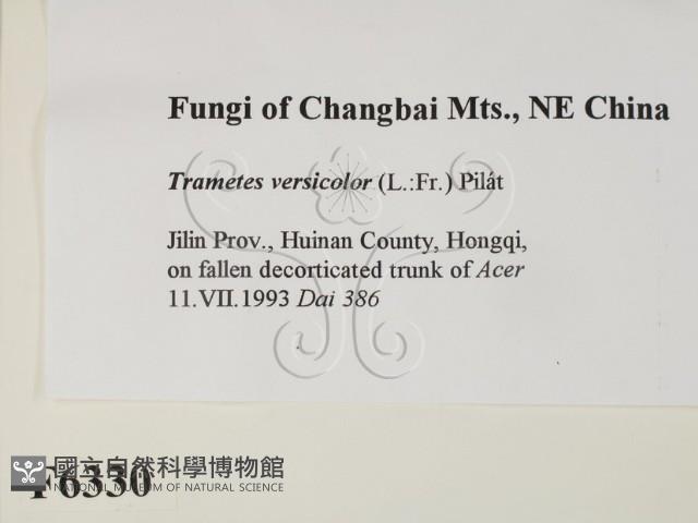 雲芝藏品圖，第2張