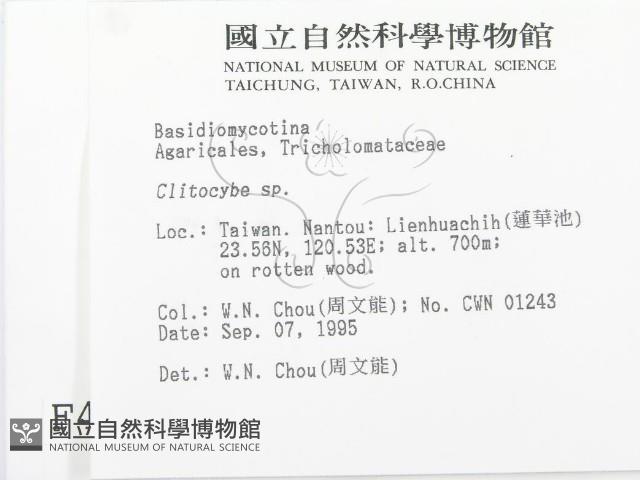 杯傘屬藏品圖，第2張