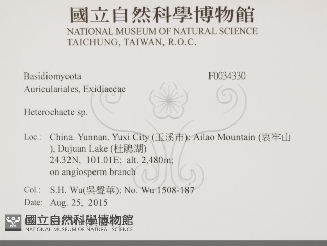 刺皮菌屬藏品圖，第2張