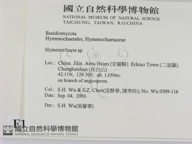 刺革菌屬藏品圖，第2張