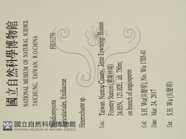 刺皮菌屬藏品圖，第2張