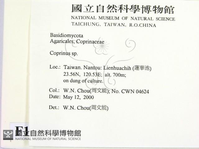 鬼傘屬藏品圖，第2張