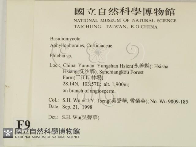 射脈菌屬藏品圖，第2張