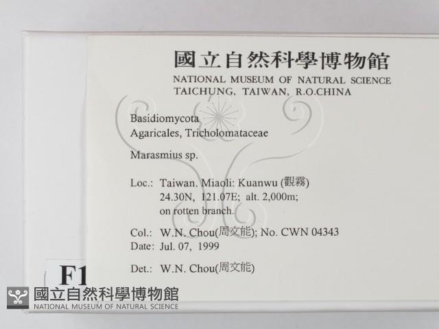 小皮傘屬藏品圖，第2張