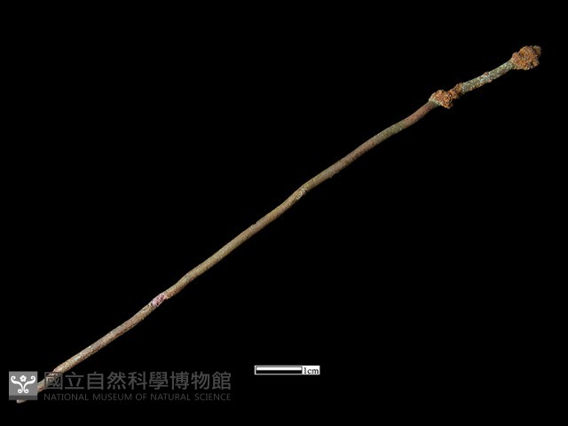 髮簪藏品圖，第1張