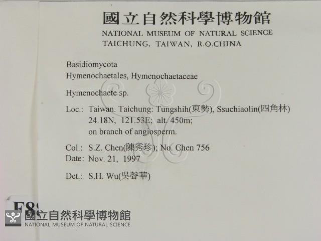 刺革菌屬藏品圖，第2張