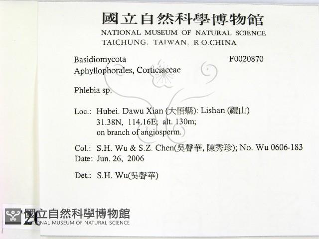 射脈菌屬藏品圖，第2張