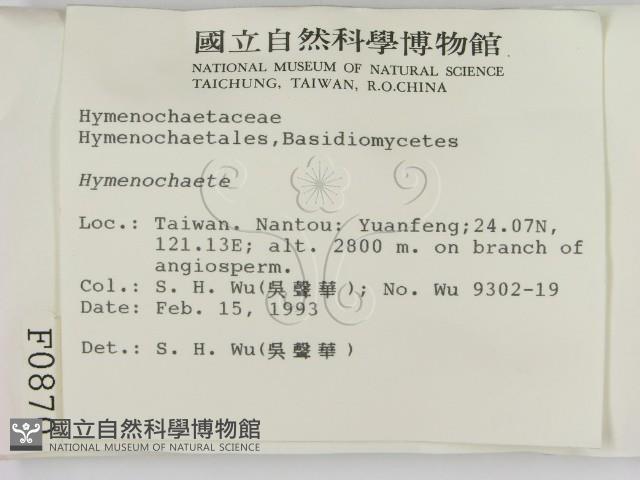 刺革菌屬藏品圖，第2張