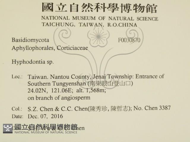 絲齒菌屬藏品圖，第2張