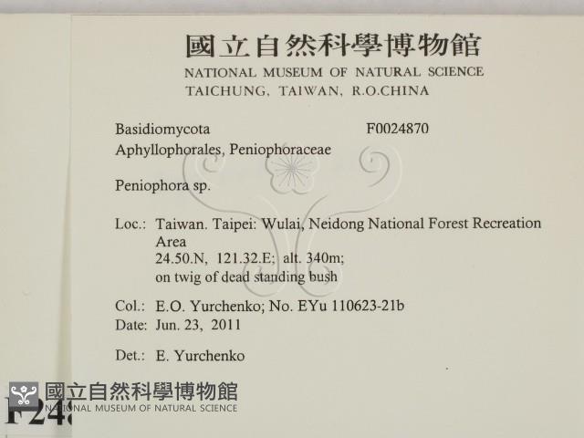 筍殼菌屬藏品圖，第2張