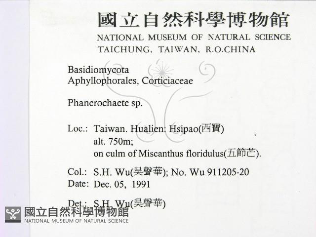 顯絲菌屬藏品圖，第2張