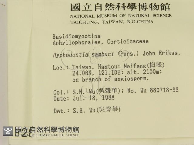 冇骨消絲齒菌藏品圖，第2張