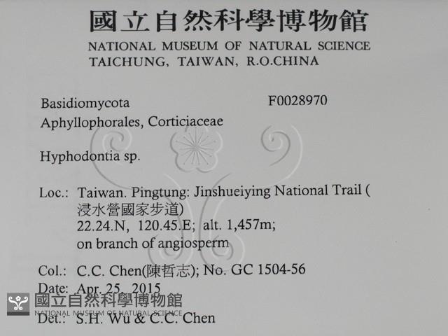 絲齒菌屬藏品圖，第2張