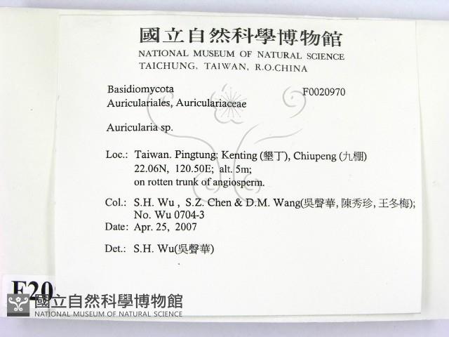 木耳屬藏品圖，第2張