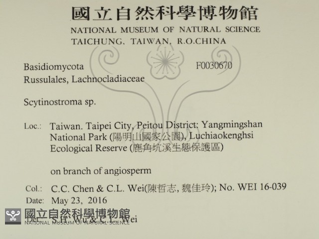 革墊菌屬藏品圖，第2張
