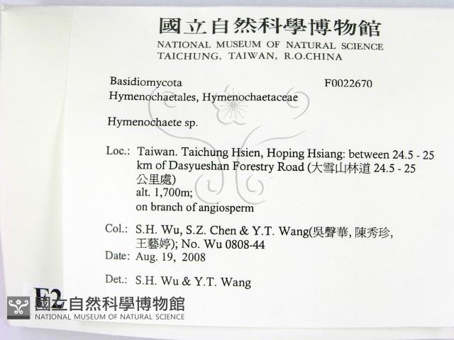 刺革菌屬藏品圖，第2張