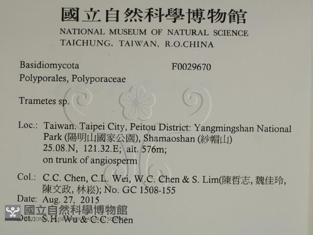 栓菌屬藏品圖，第2張