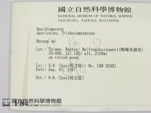 小菇屬藏品圖，第2張