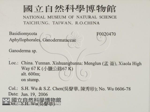 靈芝屬藏品圖，第2張