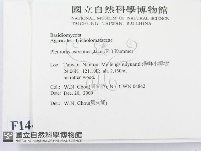 糙皮側耳藏品圖，第2張