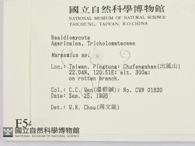 小皮傘屬藏品圖，第2張