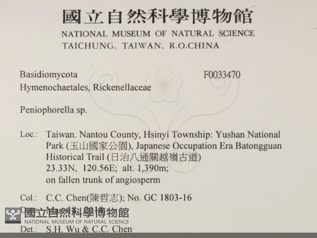 擬筍殼菌屬藏品圖，第2張