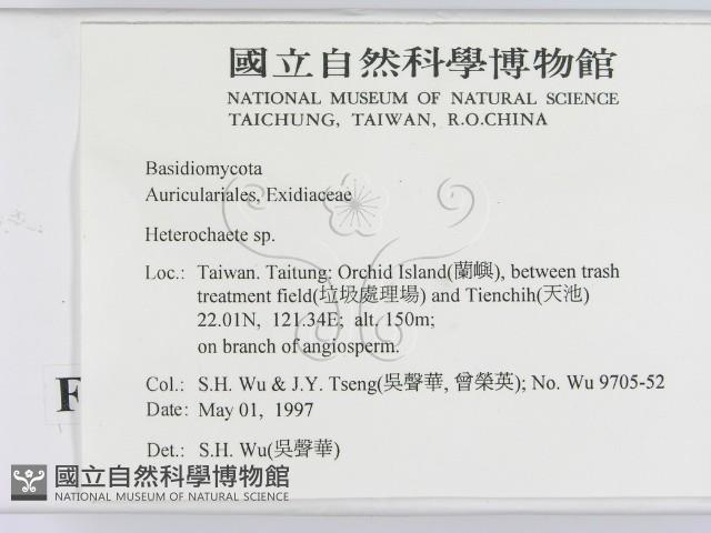 刺皮菌屬藏品圖，第2張