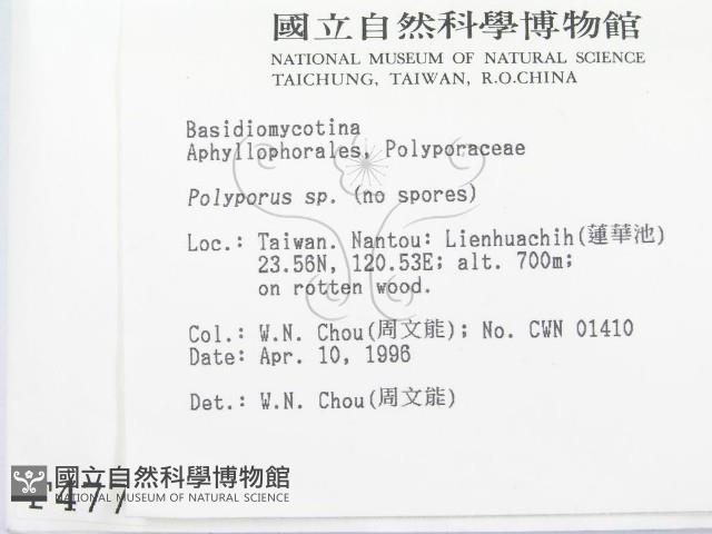 多孔菌屬藏品圖，第2張