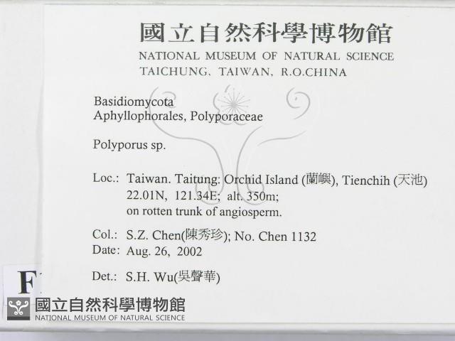 多孔菌屬藏品圖，第2張