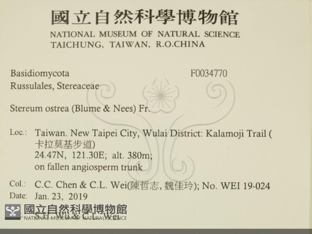 蠔韌革菌藏品圖，第2張