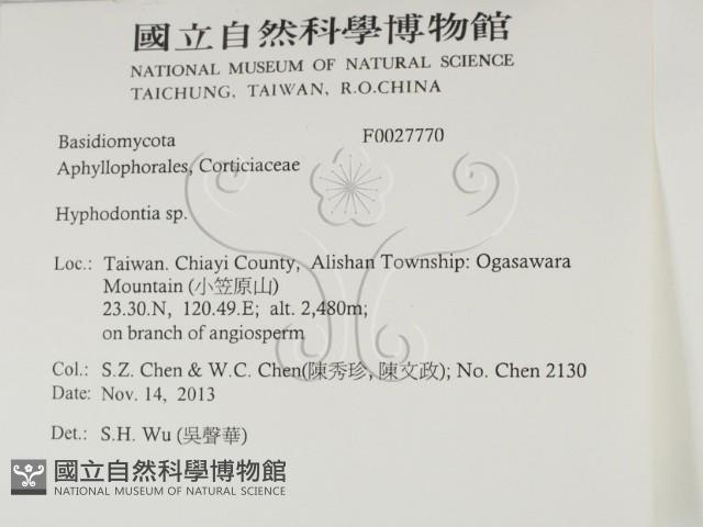 絲齒菌屬藏品圖，第2張