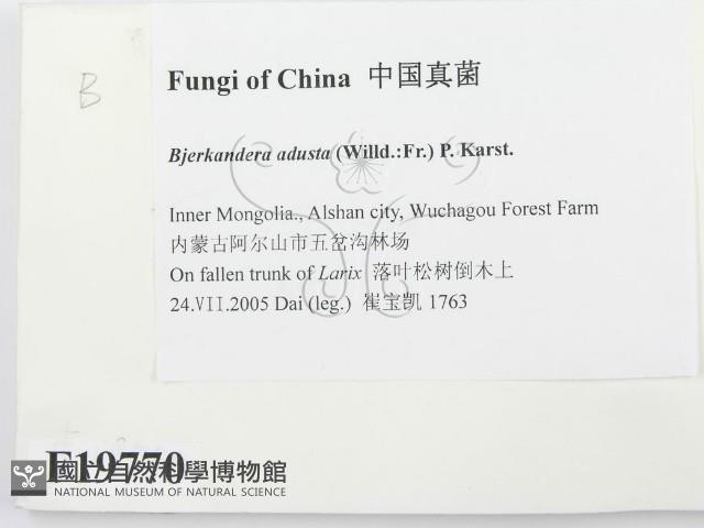 煙管菌藏品圖，第2張