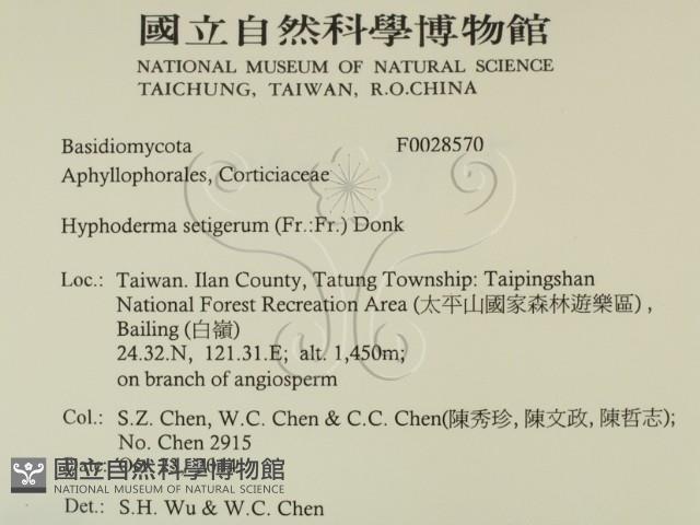 剛毛絲皮菌藏品圖，第2張